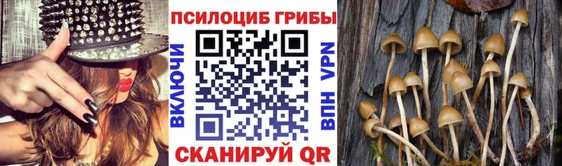 Псилоцибиновые грибы Psilocybe  купить наркотик  Малмыж 